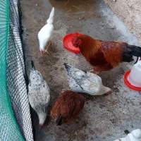 مرغ تخم گذار