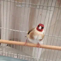 سره نر مست، شلاقی بخون.رسمی