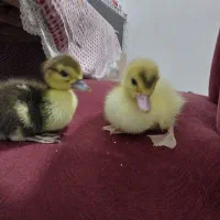 جوجه اردک روسی