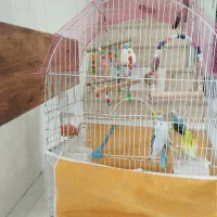 فروش مرغ عشق