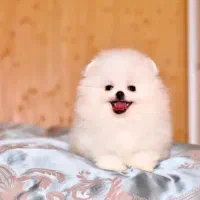 پامرانین جیبی Pomeranian پامرانین مینیاتوری