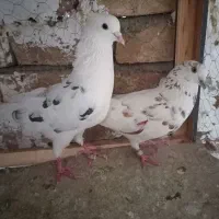 اراکی