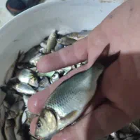 ماهی کوی آمور پرورشی کپور پرورشی