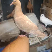 کبوتر