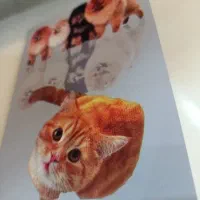 سگ پودل گراس