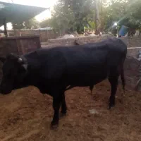 کل گاو یا گوساله