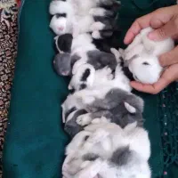 واگذاری بچه خرگوش (۳۰رنگ و نژاد مختلف )