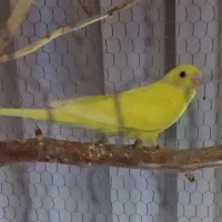 مرغ عشق نر
