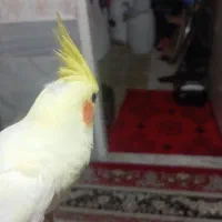 عروس هلندی دونخور