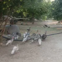 بوقلمون فروش بزرگ و کوچیک
