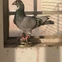 قره سبز و سار المانی دست پر