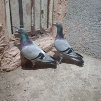 کبوتر سبز پلاکی