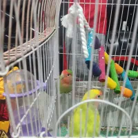 طوطی برزیلی جفت نر و ماده