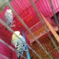 مرغ عشق پروانه ای نژاد خاس