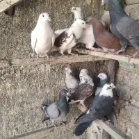 کفتر|پرنده|قم, خاکفرج|دیوار