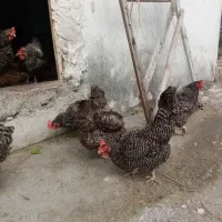 مرغ امروک اصل