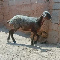 کاور دندون مالداری