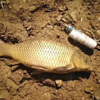 ساخت انواع طعمه و ریسه ماهیگیری (کپور)