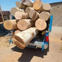 نهال و درخچه‌ های میوه۴تا۶ساله، کبوده ، صنوبر