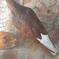 سرخ دم سفید جفت
