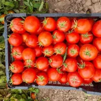 گوجه ربی درجه یک ارسال به تمام نقاط