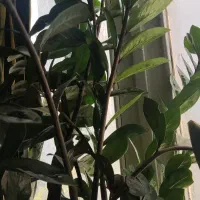 گل وگیاه آپارتمانی