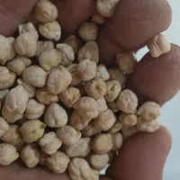 نخود واسه فلافلی ها درجه یک زود پز