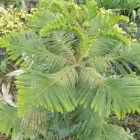 گیاهان داخل وبیرون منزل