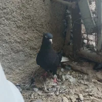 ماده دوم سفید چش ونک