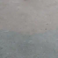 خروس و مرغ تخم گذار