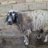 گوسفندخشک فروشی