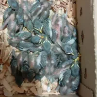 جوجه مینا شاه تخم‌ کل درشت۷الی۱۵روزه باضمانت بخون