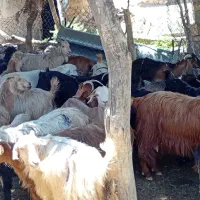 بز کهره|حیوانات مزرعه|دهدشت, |دیوار