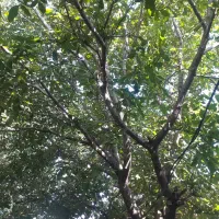باغ-گردو