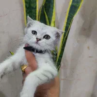 بریتیش سیلور چینچیلا ماده
