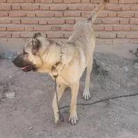 سگ سرابی گوسفندی