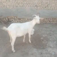 بز سانین اسیل خوب
