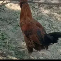 مرغ خروس