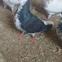 کبوتر توقی، شهری، یال، چپ