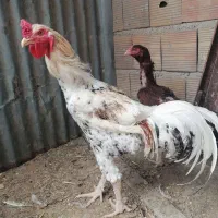 خروس لاری