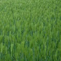 اجاره-زمین-کشاورزی-جهت-کشت-گوجه-و-صیفی-جات
