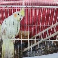 عروس هلندی