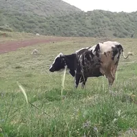 گاوه دو رگه صحرا رو|حیوانات مزرعه|جوانرود, |دیوار