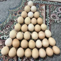 تخم مرغ شاخدار