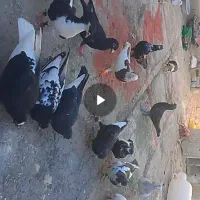 کبوتر پرشی ب ضمانت