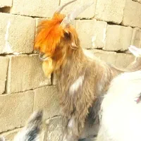 بیگ دوبری آروم و خوش زنگ