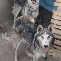 سگ هاسکی بازیگوش