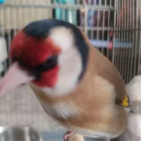 سهره نر بخون مست