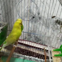 مرغ عشق جفت شده