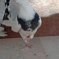 کفتر.دیواندره